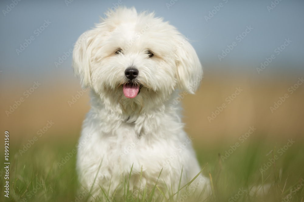 White Dog on Grass