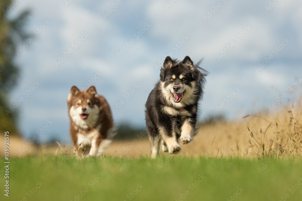 Finnish Lapphund Dogs