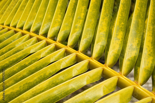 Green leaf of a palm tree