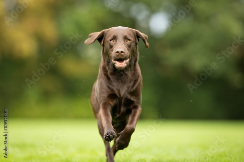 Wallpaper Mural Labrador Retriever Dog Torontodigital.ca
