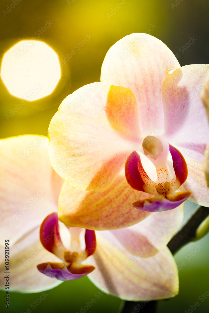 Orchid in the rays of sunset. Orchid in the rays of sunset.