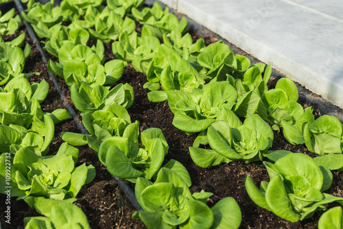 Organic butter bead plant with drip irrigation system