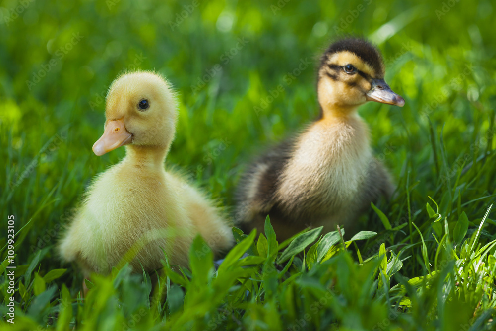 ducklings outdoor in the green grass ducklings outdoor in the green grass