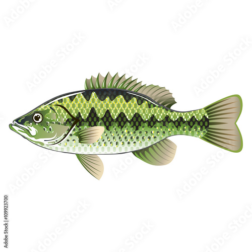 Largemouth Spotted Green American Bass Vector