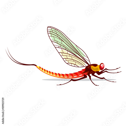 Mayfly vector illustration