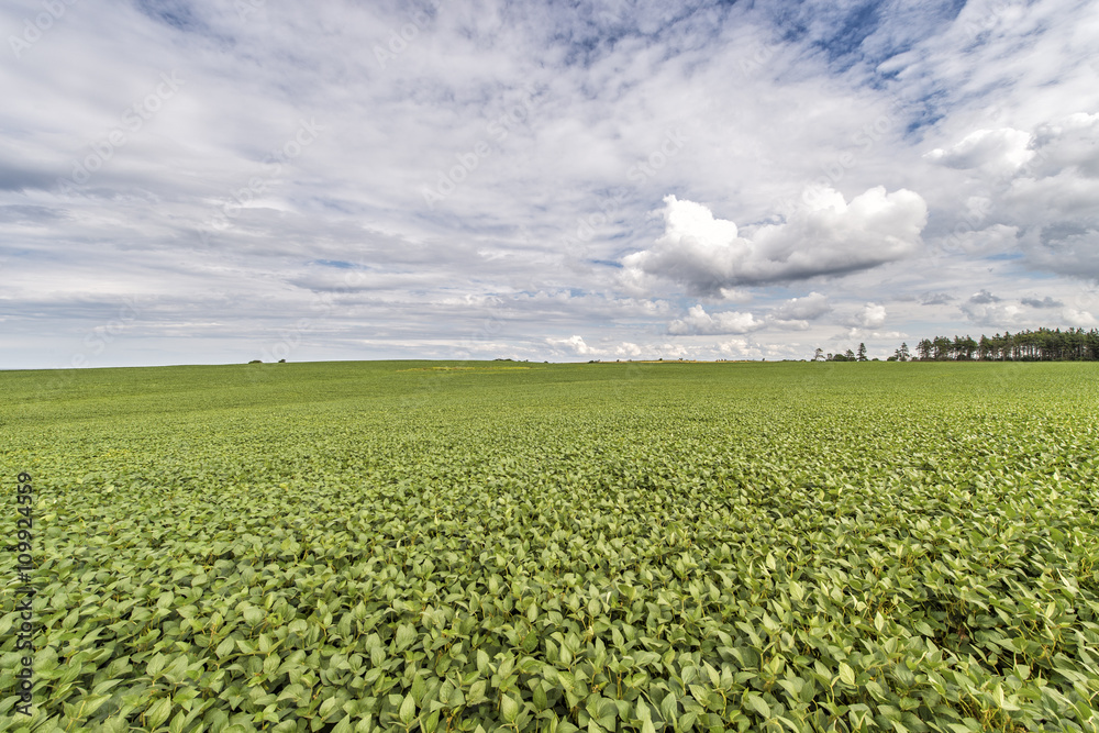 Rural landscape with fresh green soy field