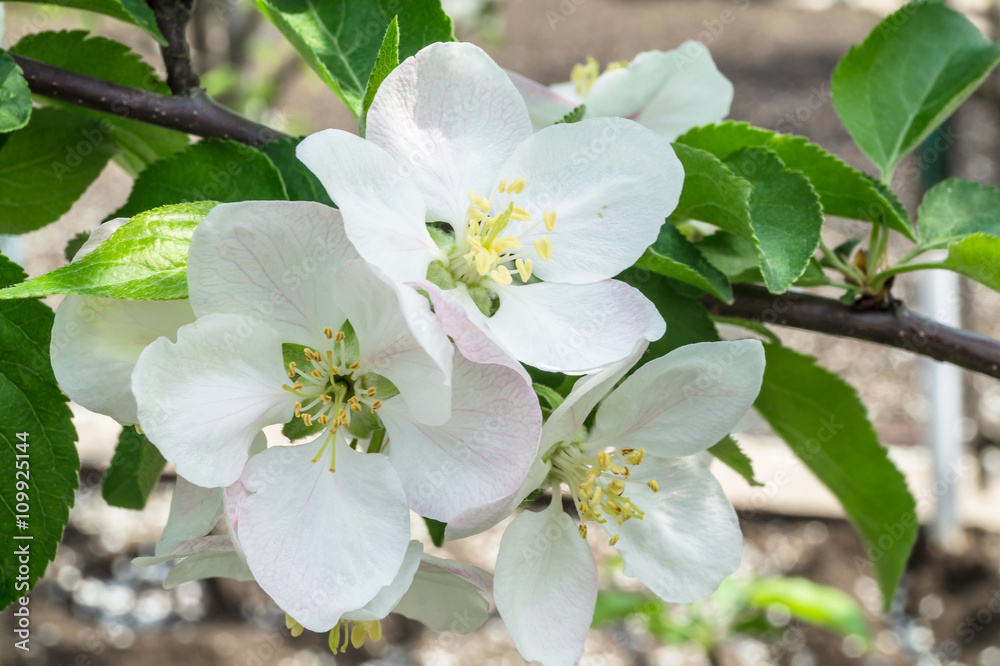 Flower of apple Flower of apple