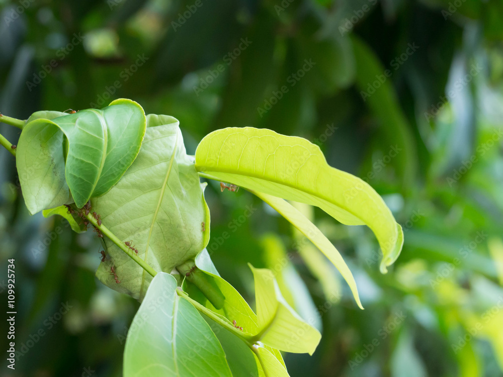 Obraz premium Get Together