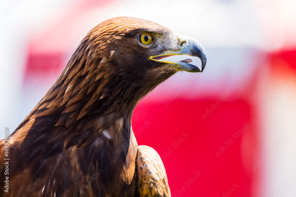 Fototapeta premium Steinadler