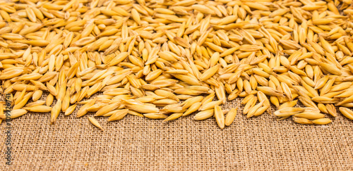 grain oats on canvas