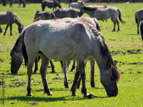 Pferde in merfeld photo