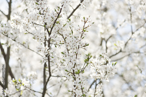 Białe kwiaty kwitnącej śliwy wczesną wiosną w Polsce