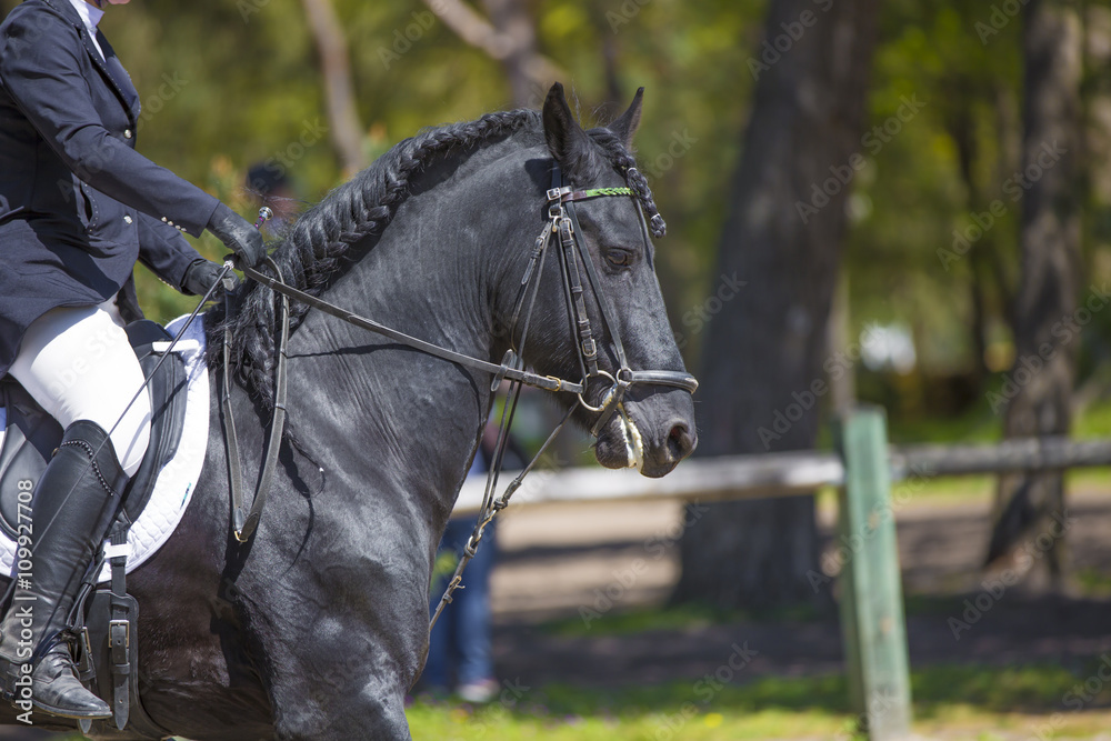 Fototapeta premium Tête de cheval de concours hippique