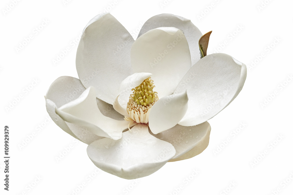 Fototapeta premium Southern magnolia flower