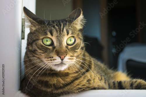 scared tabby cat