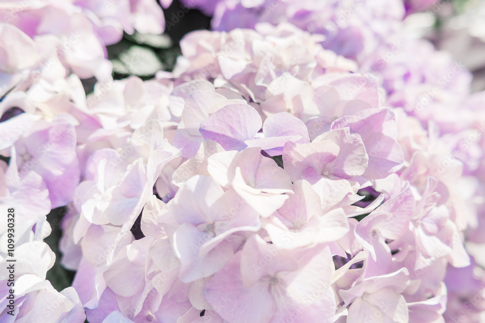 Potted flowers of hydrangeas. Street decoration. Natural background. Moscow, Russia. Potted flowers of hydrangeas. Street decoration. Natural background. Moscow, Russia.