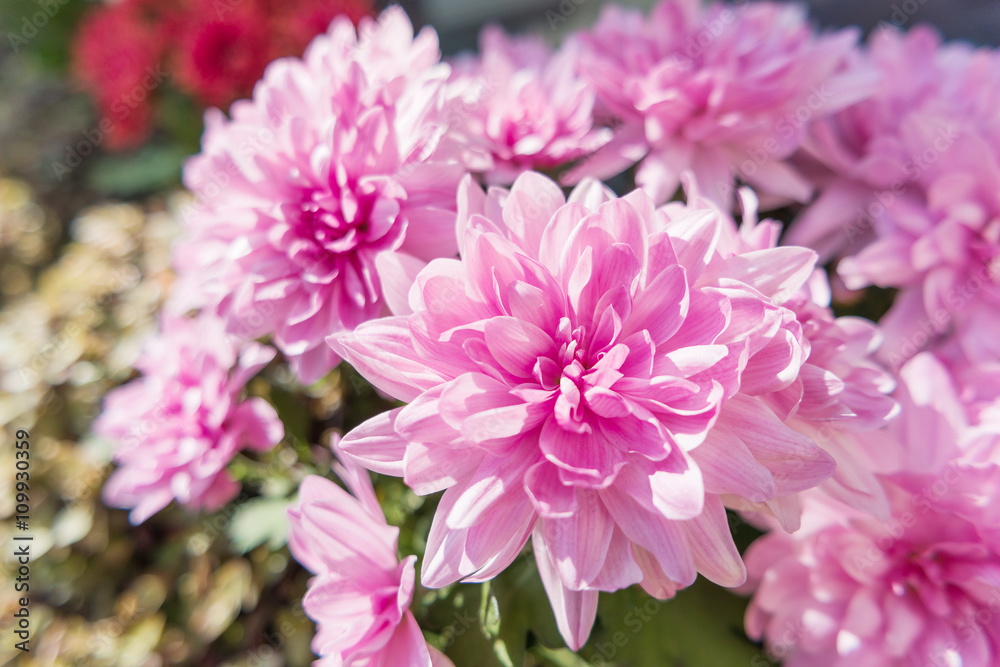 Potted flowers of chrysanthemum. Street decoration with plants and flowers. Moscow, Russia.