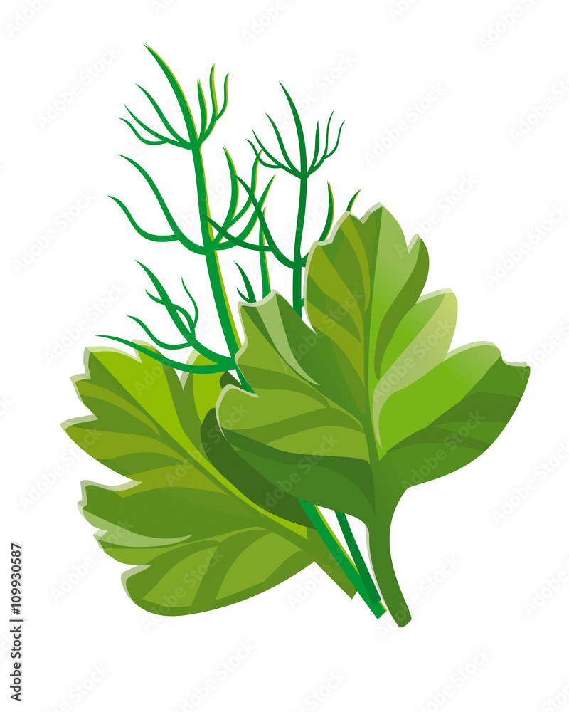Naklejka premium dill, parsley illustration