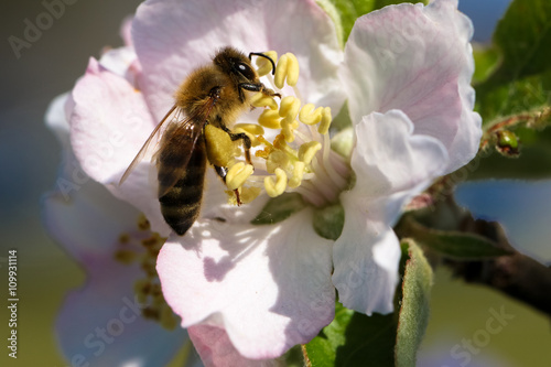 Biene beim Befruchten einer Apfelbaumblüte