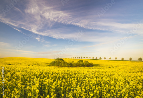 Spring field of green wheat  blooming rape  panorama