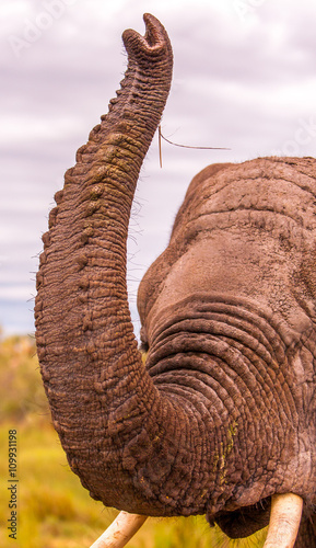 Photography Elephant trunk