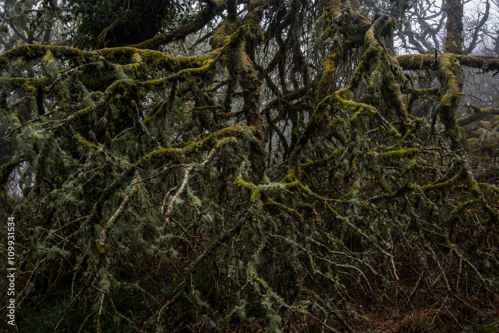 Moss covered branches - Wistman's wood Moss covered branches - Wistman's wood