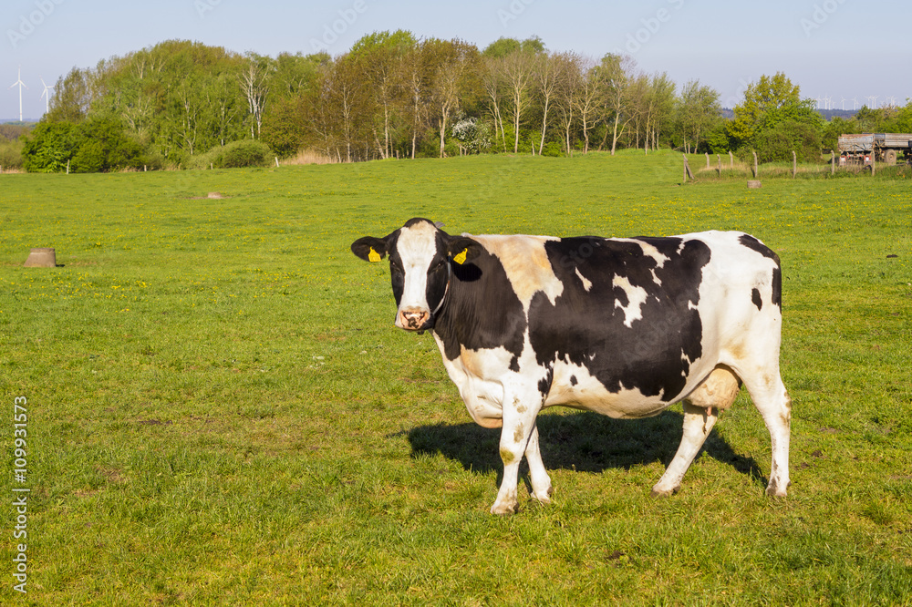 cow on pasture