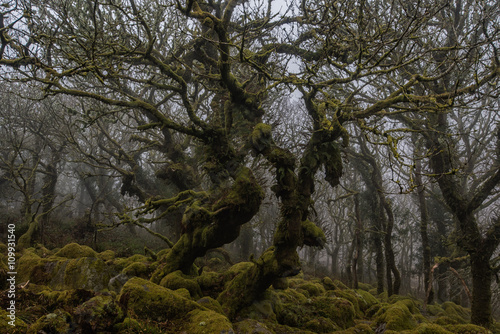Wistman's wood, dartmoor.