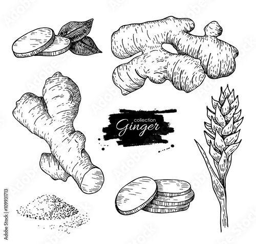 Vector hand drawn Ginger set. Root, ginger pieces and flower.