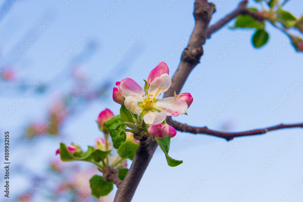 Spring Flowering branch. Cherry Blossom. tree flower with buds blooming at sptingtime. flowers on tree branch. selective focus, photo light spring. Blooming tree in spring with pink flowers
Spring Flowering branch. Cherry Blossom. tree flower with buds blooming at sptingtime. flowers on tree branch. selective focus, photo light spring. Blooming tree in spring with pink flowers
