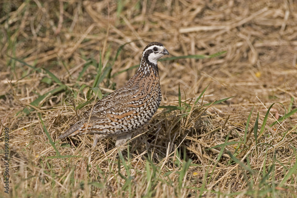 Northern Bobwhite, Colinus virginianus, in meadow Northern Bobwhite, Colinus virginianus, in meadow