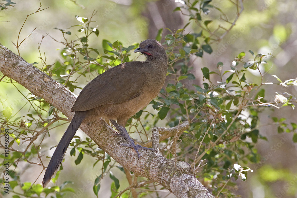 Plain Chachalaca, Ortalis vetula, perched in tree Plain Chachalaca, Ortalis vetula, perched in tree