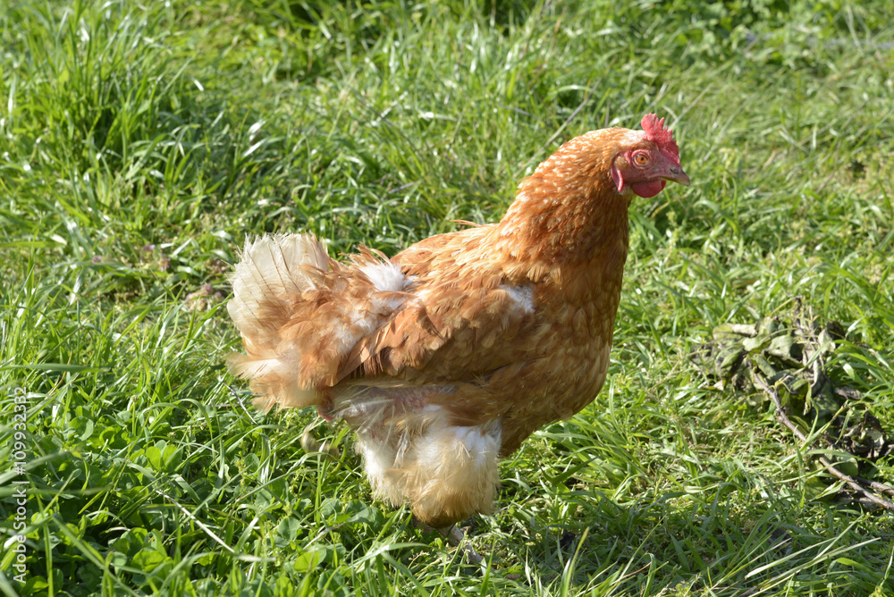 Fototapeta premium 鶏