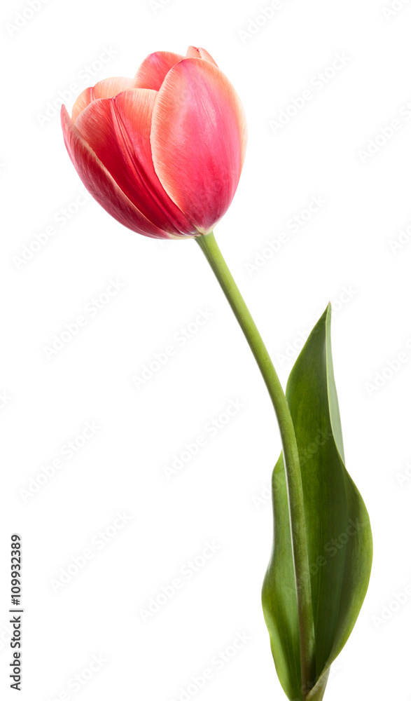 Single flower Single flower