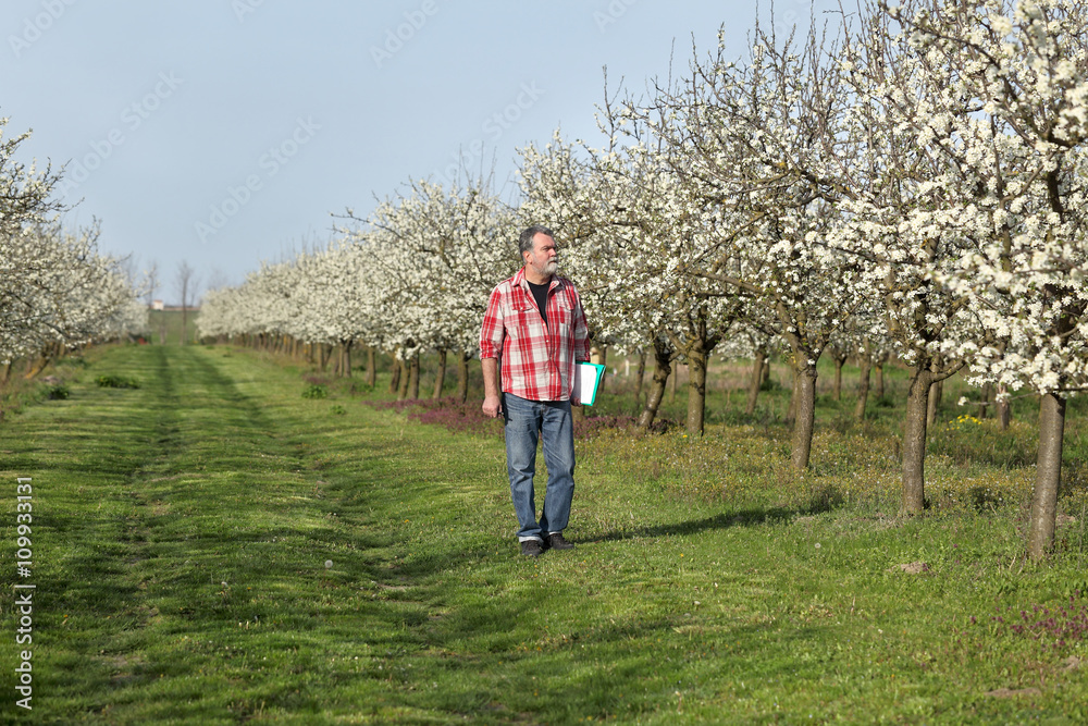 Farmer or agronomist examine blossoming plum orchard Farmer or agronomist examine blossoming plum orchard