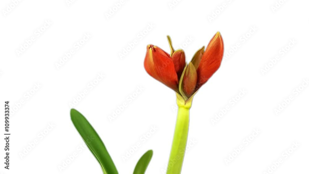 Timelapse of amaryllis flower opening slowly wi white background