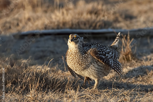 Sharp-Tailed Grouse, Tympanuchus phasianellus, in a meadow photo