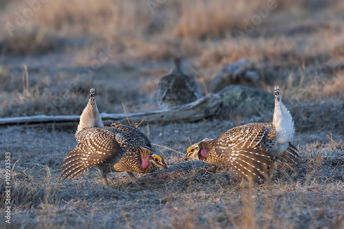 Canvastavla Pair of displaying Sharp-Tailed Grouse, Tympanuchus phasianellus