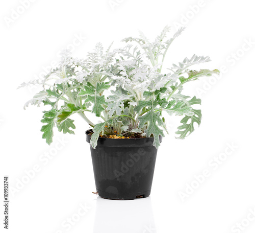 Jacobaea maritima or silver ragwort plant