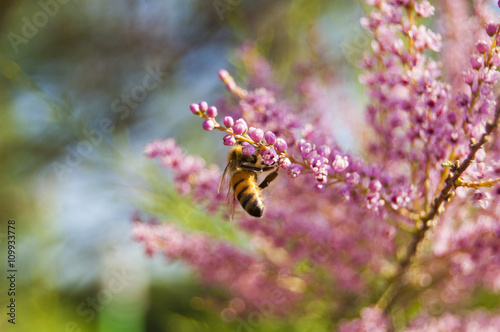 Walpaper Bee work on pink Fowers behind view