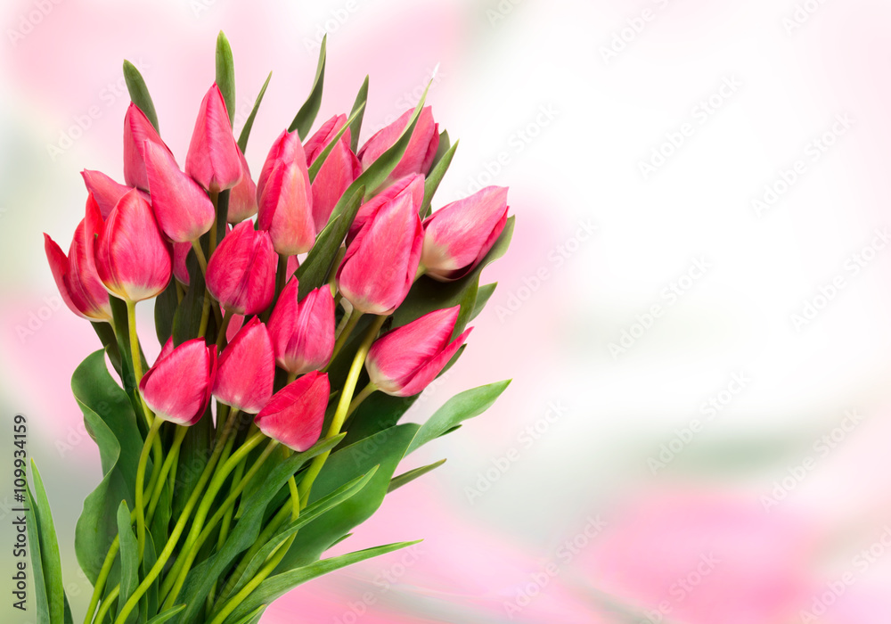 Pink tulips on color background. Tulip. Pink tulips, bouquet of tulips, tulips macro, tulips in bouquet, beautiful tulips, colorful tulips, green tulips petals