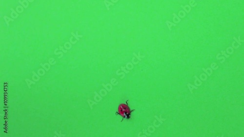 Coccinella cammina su greenscreen
