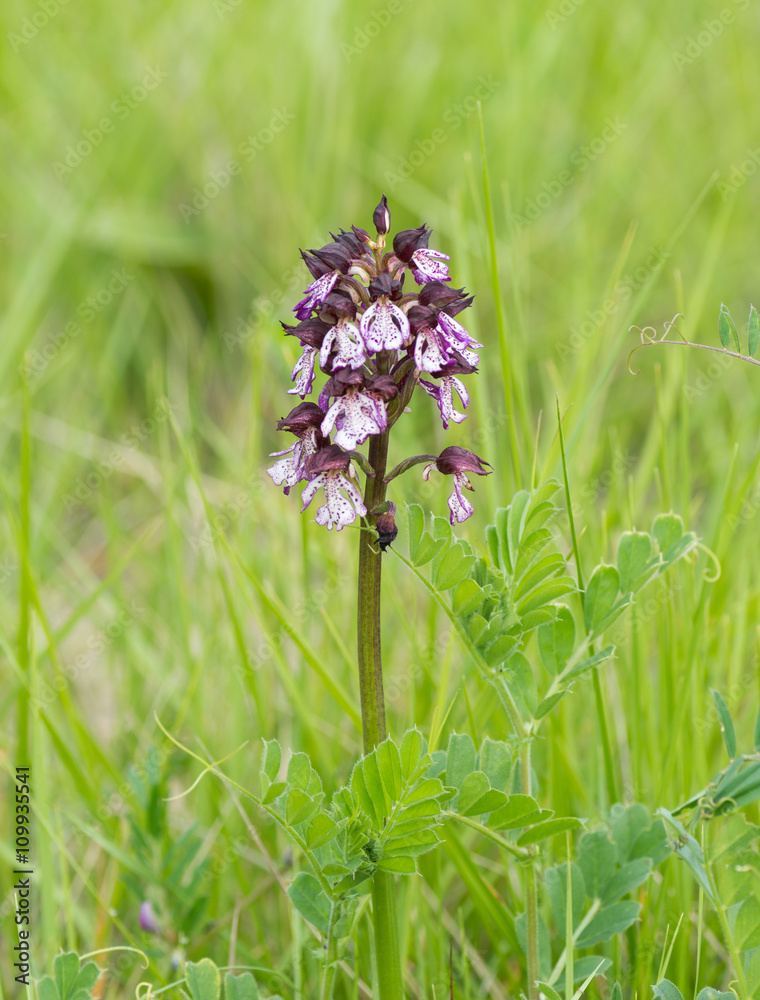 orchidée sauvage violette Stock Photo | Adobe Stock