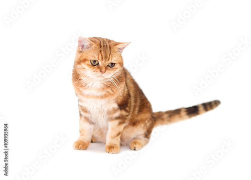 Cat on a white background isolated
