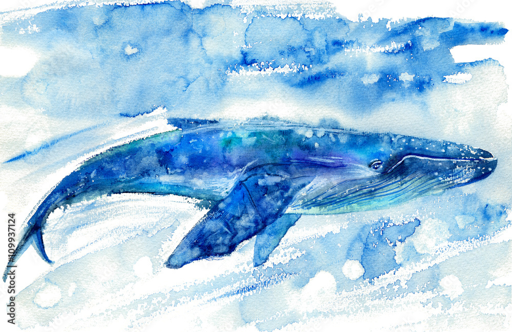 Fototapeta premium Big Blue Whale and water.Watercolor hand drawn illustration. Realistic underwater animal art.
