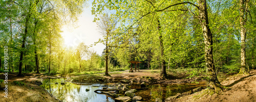 Lichtung im Wald mit Bach und Sonne