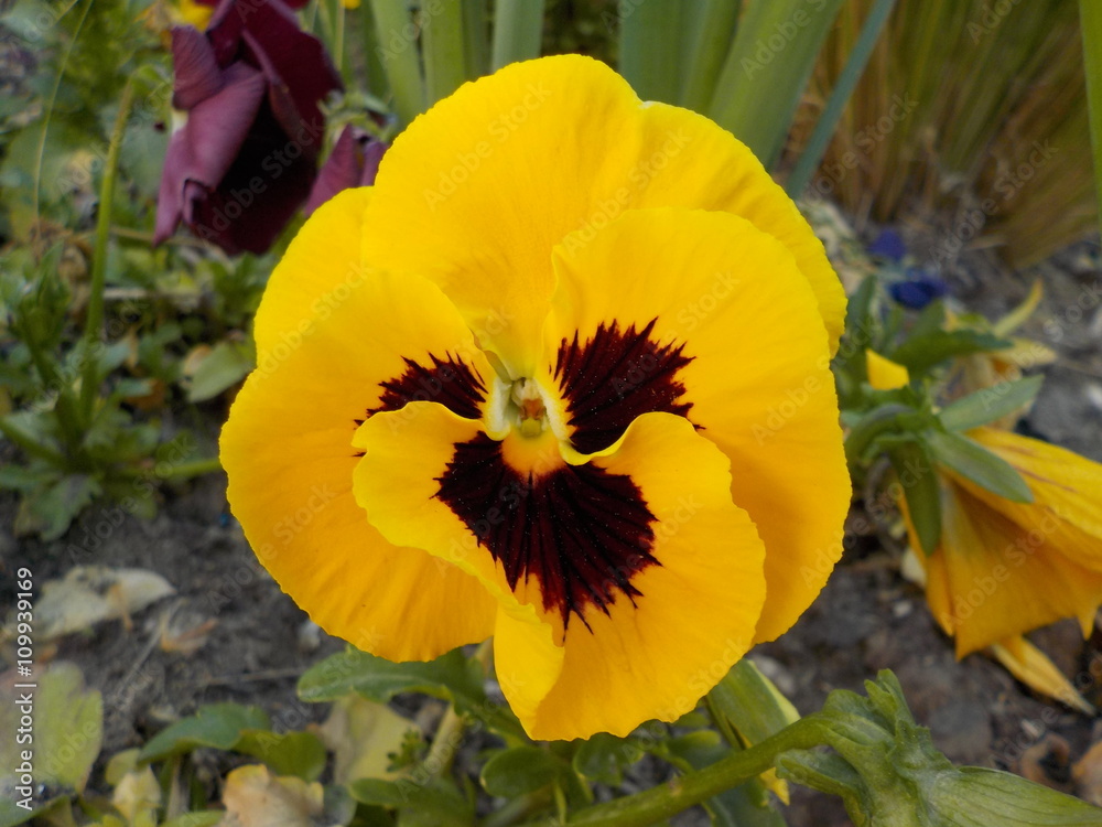 Fototapeta premium pensee