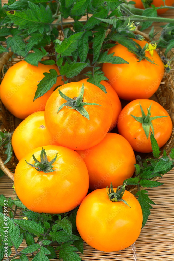 Many yellow tomatoes with leaves Many yellow tomatoes with leaves