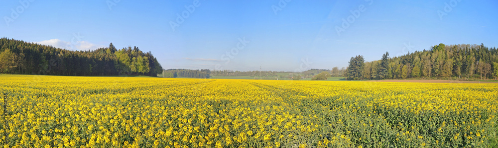 rapeseed fields          