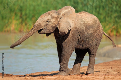 An African elephant  Loxodonta africana  at a waterhole  Addo Elephant National Park  South Africa.